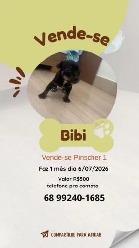 Vende-se Pinscher 1fêmea