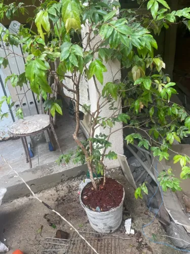 pé de jaboticaba