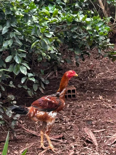 Frango 4  meses Índio 