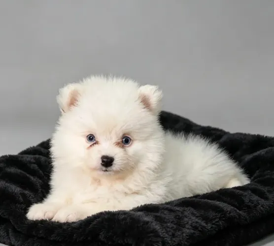 Lulu da Pomerânia