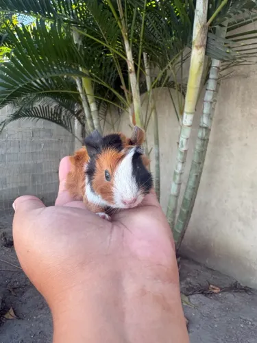 Porquinho da Índia - Macho - 15 dias - Raça Abissínio 