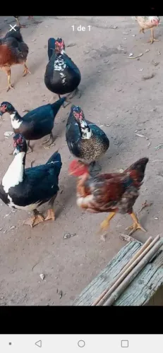 Pato