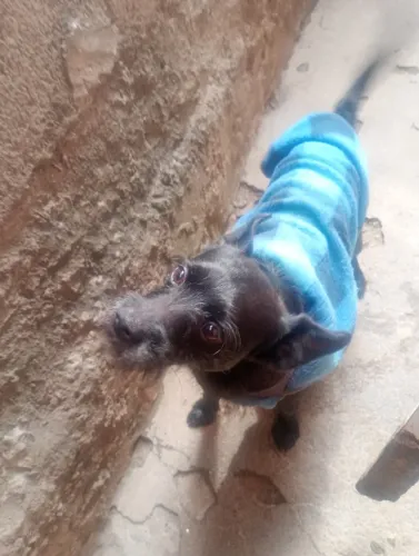 Cachorro para doação