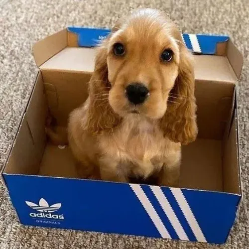 Cocker Spaniel Inglês Companhia que traz equilíbrio emocional