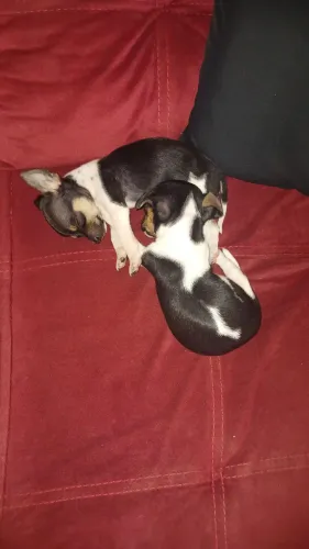Vendo pincher femea n1