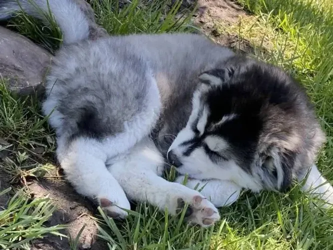 Filhotes de Husky Siberiano | Um charme irresistível.
