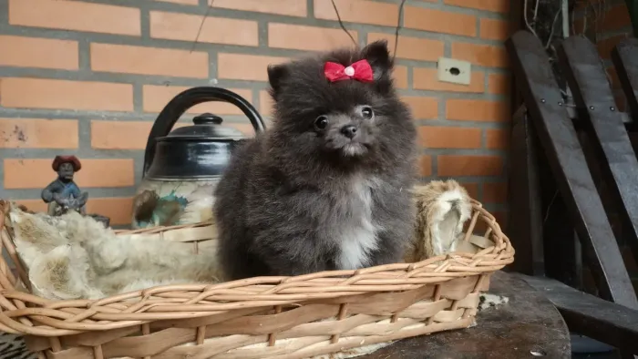 Spitz anão fêmea