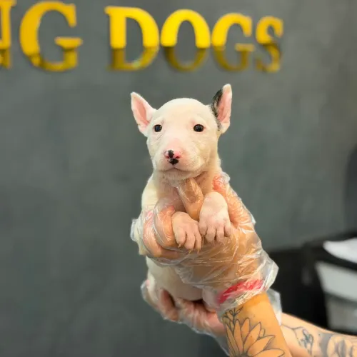Bull Terrier garantias em contrato