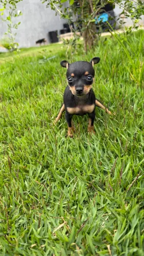 Pinscher 0 machos e fêmeas ( exóticos)