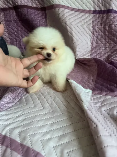 Luluzinho macho