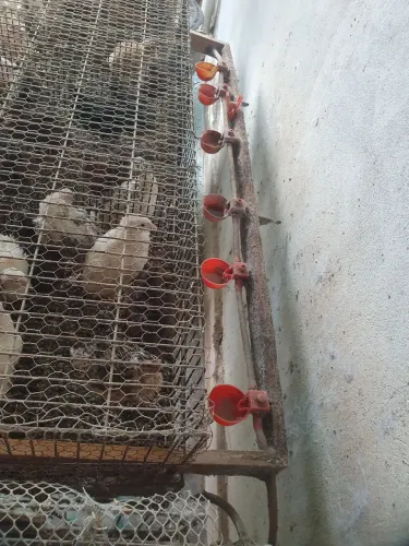 Vende-se gaiolas e Codornas para iniciar sua criação.