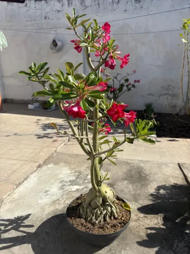 Rosa do Deserto