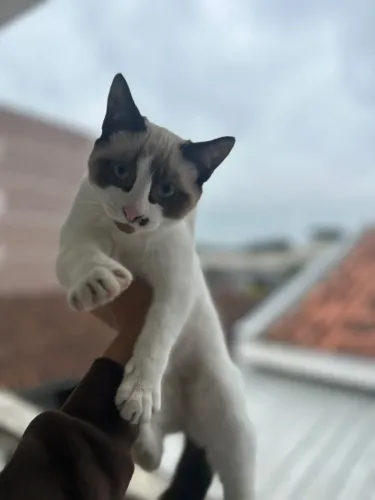 Doa se Filhotes de Gatos Lindos