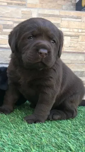 Labrador entregamos. Hoje sem falta 