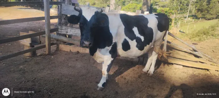 vendo vaca e novilha