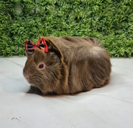 Porquinho da india
