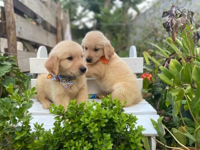 Filhote Golden retrievier com pedigree 