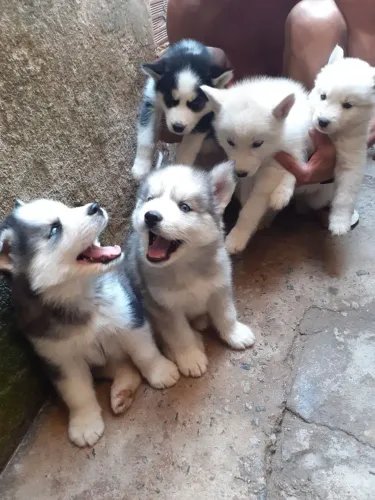 Husky siberiano Reserve hoje o filhotinho dos seus sonhos