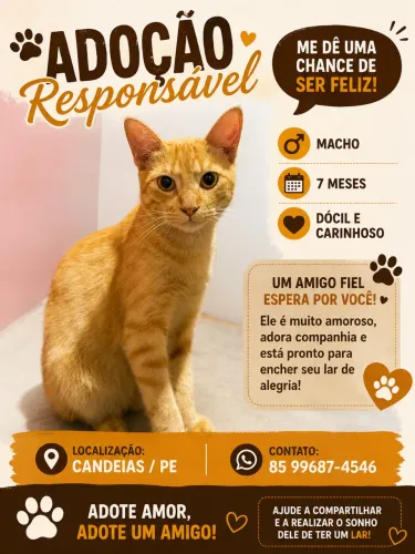 Gato para Adoção 