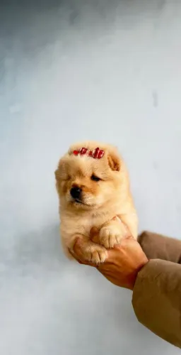 Chow Chow Bebê ? Fofura em Forma de Leãozinho
