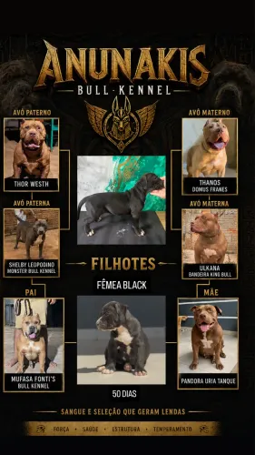 Filhote fêmea BRAZILLIAN BULL - PIT MONSTER 