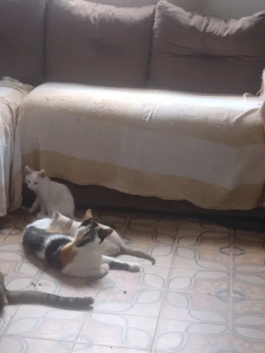 Doações de gatos