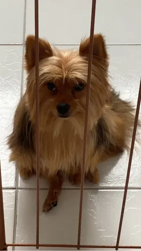 Cachorro Sptiz com Yorkshire