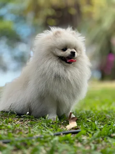 Macho Spitz Alemão Anão (Lulu da Pomerânia) Disponível para Cobertura / Inseminação