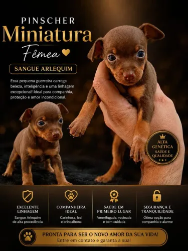 Pinscher