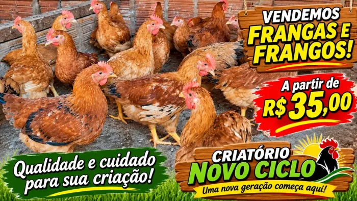 Vendo frangas e frangos