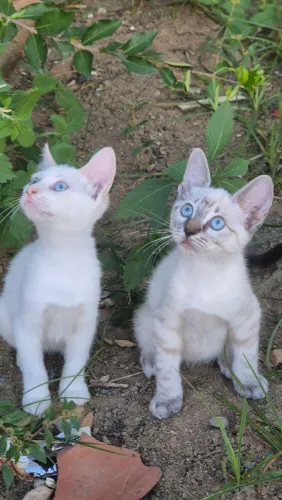 Lindos gatos brancos 
