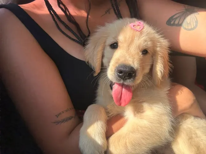 Golden Retrivier 1500