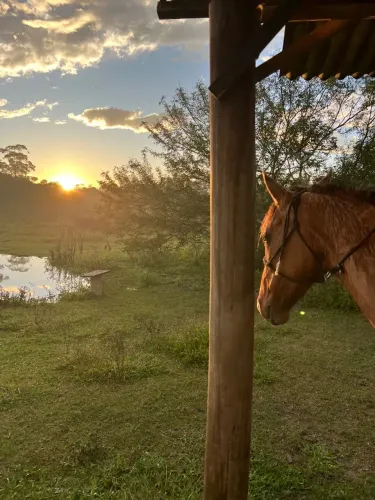 Cavalo Criolo