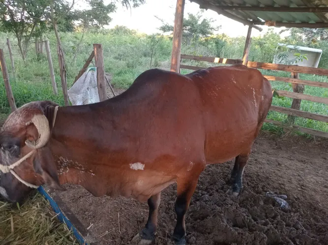 Vende 2 vacas aceito troca por fiat uno com documentos certo 