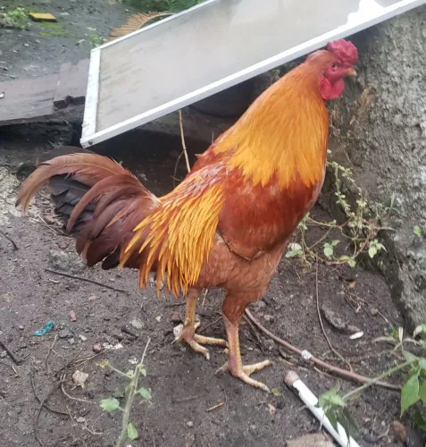Galo caipira tradicional 