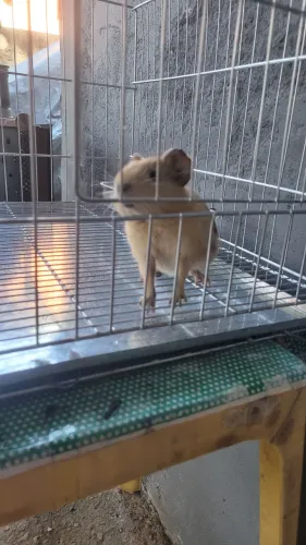 Porquinho da Índia