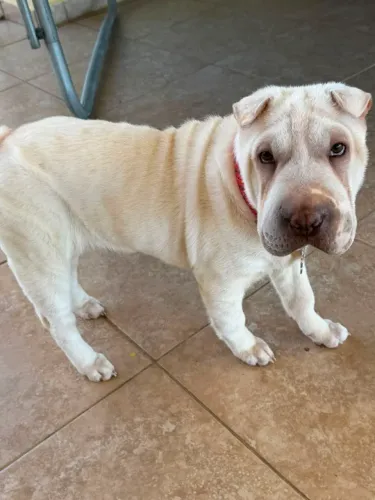 Shar pei macho creme belo filhote
