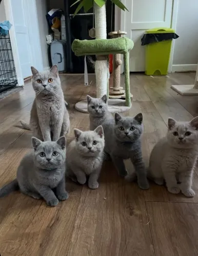 Filhotes de British Shorthair - Acomp. Pedigree