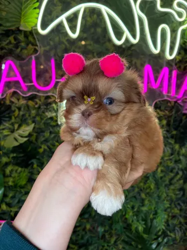 Shih tzu ! Um encanto
