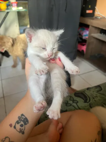 Doa-se lindos gatinhos
