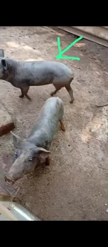 Porco
