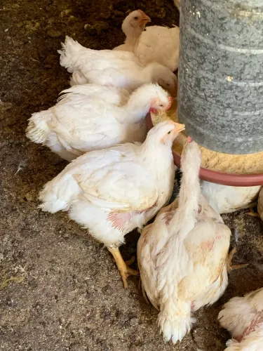 Frango de corte