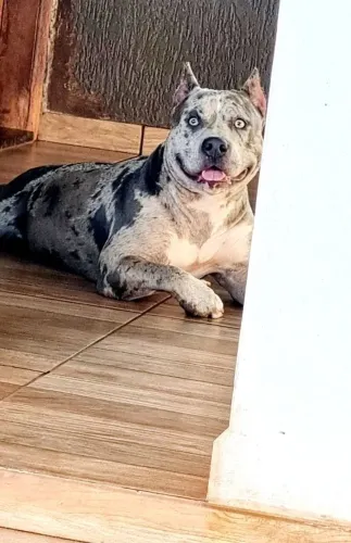 Pit moster