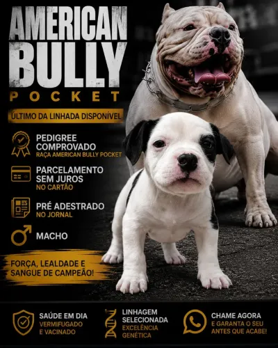 Filhote de AMERICAN BULLY POCKET