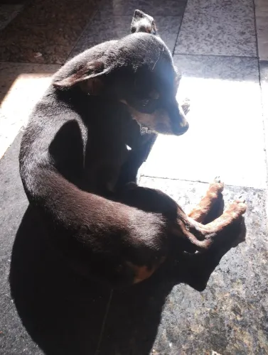Cachorrinho pra adoção Pincher 0 tem 5 anos 