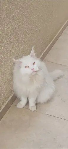 VENDA MAINE COON ADULTO