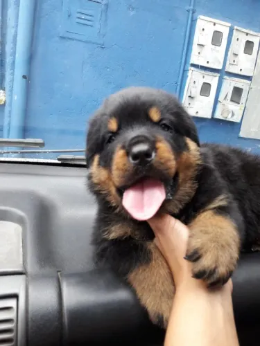 Rottweiler alemão perfeitamente lindo 