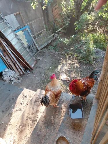 Frango caipira