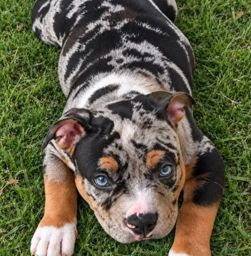 AMERICAN BULLY CANIL OFICIAL