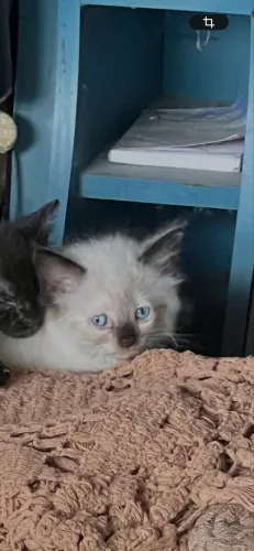 Gato vó Persa Lindo